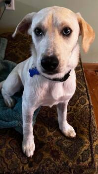 Cyrus -  Labrador Retriever and Mixed Breed Dog for Adoption in Cedar Rapids, Iowa - Cyrus | PetCurious