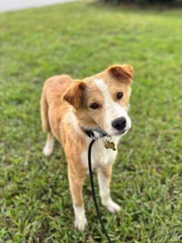 Funyun -  Australian Shepherd and Mixed Breed Dog for Adoption in Aiken, South Carolina - Funyun | PetCurious