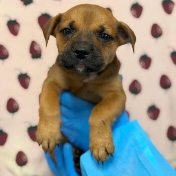 Virginia Woof -  Shepherd and Mixed Breed Dog for Adoption in San Antonio, Texas - Virginia Woof | PetCurious