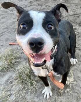 Rescue Mixed Breed Dogs for Adoption in Savannah, Georgia - Puma | PetCurious