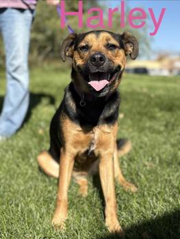 Harley -  German Shepherd Dog and Mixed Breed Dog for Adoption in Zimmerman, Minnesota - Harley | PetCurious