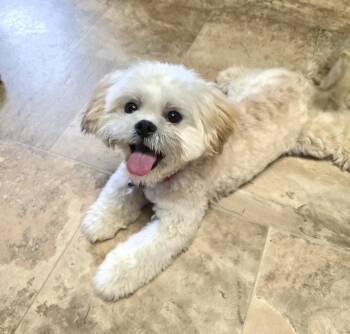 Teddy -  Maltese and Miniature Poodle Dog for Adoption in Jamestown, North Dakota - Teddy | PetCurious