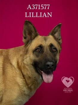 German Shepherd Dog Dogs Available for Adoption in Stockton, California - LILLIAN | PetCurious