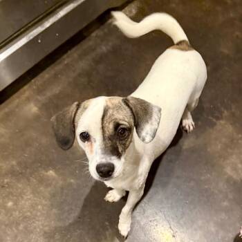 Terrier and Dachshund Dogs Available for Adoption - Peony | PetCurious