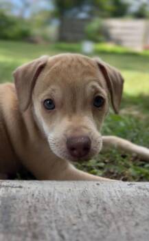NAPPER -  Chihuahua Dog for Adoption in Edgecliff Village, Texas - NAPPER | PetCurious