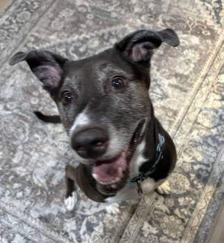 Rescue Labrador Retriever and Siberian Husky Dogs for Adoption in Pittsboro, North Carolina - Rosie | PetCurious