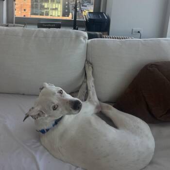 Waffle -  Retriever Dog for Adoption in New York, New York - Waffle | PetCurious