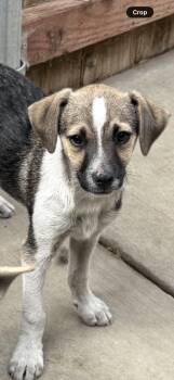 Chihuahua Dogs Available for Adoption - Duke | PetCurious