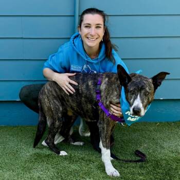 Jackie -  Shepherd Dog Available for Adoption in Pacific Grove, California - Jackie | PetCurious