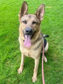 Rescue German Shepherd Dog Dogs for Adoption in Sacramento, California - BRUTUS | PetCurious