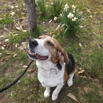 Beagle Dogs Available for Adoption in Conway, New Hampshire - Pretty Girl | PetCurious
