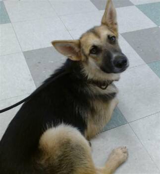 A480614 -  German Shepherd Dog and Mixed Breed Dog for Adoption in Oklahoma City, Oklahoma - A480614 | PetCurious