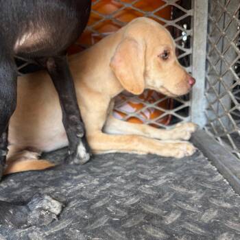 Bugatti -  Labrador Retriever and Mixed Breed Dog for Adoption in Edinburg, Texas - Bugatti | PetCurious