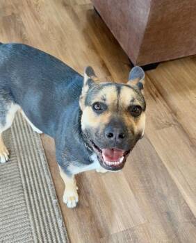 Cattle Dog and French Bulldog Dogs Available for Adoption in Pleasant Hill, California - Nugget | PetCurious