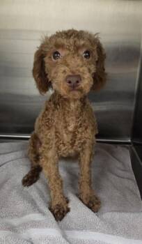 Abe -  Poodle Dog for Adoption in Malvern, Pennsylvania - Abe | PetCurious
