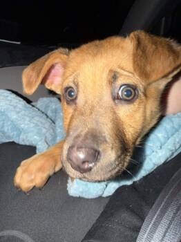 Shepherd Dogs Available for Adoption - Martin | PetCurious