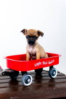 Chug Dogs Available for Adoption in Brighton, Colorado - 364-26 | PetCurious