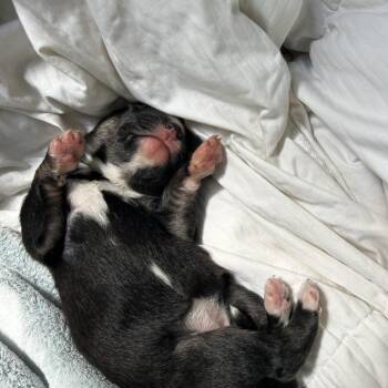 Yosha -  Husky and Mixed Breed Dog for Adoption in Long Beach, California - Yosha | PetCurious
