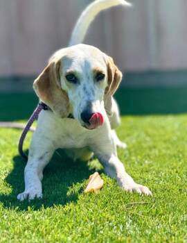 Mixed Breed Dogs Available for Adoption in Daytona Beach, Florida - Justina - 2 | PetCurious