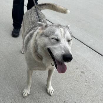 Nanook -  Siberian Husky Dog for Adoption in League City, Texas - Nanook | PetCurious