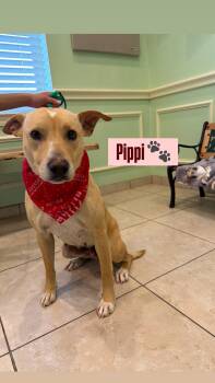 Australian Cattle Dog Blue Heeler and Labrador Retriever Dogs Available for Adoption in Plano, Texas - Pippi | PetCurious