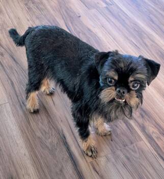 Widget -  Brussels Griffon Dog for Adoption in Lisbon, Iowa - Widget | PetCurious