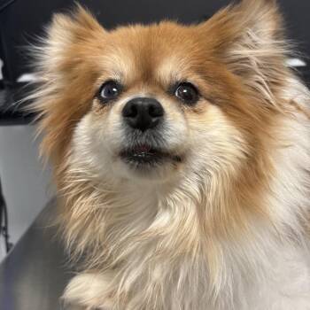Pomeranian Dogs Available for Adoption in Tulsa, Oklahoma - Lilly | PetCurious
