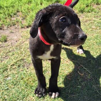 Labrador Retriever and Feist Dogs Available for Adoption in Austin, Texas - Gunner | PetCurious