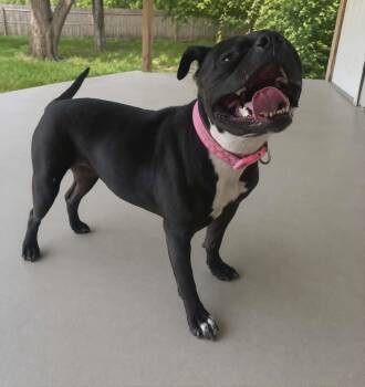 American Bully Dogs Available for Adoption in Homer Glen, Illinois - Jade | PetCurious