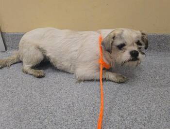 VANILLA BEAN -  Shih Tzu and Mixed Breed Dog for Adoption in Tustin, California - VANILLA BEAN | PetCurious