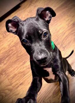 Randy -  American Bully Dog for Adoption in Powell, Tennessee - Randy | PetCurious