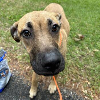 Mixed Breed Dogs Available for Adoption in Greensboro, North Carolina - BROOKS | PetCurious