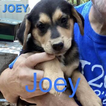 NY Joey Avail Aug 26 (MTK Hotel Mount Kisco) -  Mixed Breed Dog for Adoption in Stormville, New York - NY Joey Avail Aug 26 (MTK Hotel Mount Kisco) | PetCurious