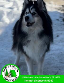 Husky and Pomeranian Dogs Available for Adoption - Tubbins | PetCurious