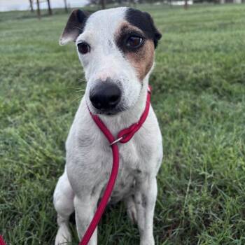 Jack -  Jack Russell Terrier Dog for Adoption in Floresville, Texas - Jack | PetCurious