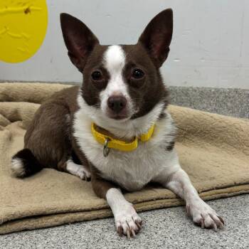 Mixed Breed Dogs Available for Adoption - Tiny | PetCurious