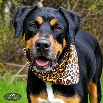Mastiff Dogs Available for Adoption in Grayling, Michigan - Titus | PetCurious