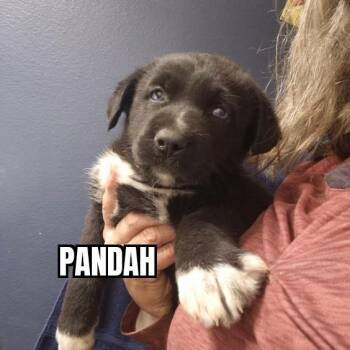 German Shepherd Dog Dogs Available for Adoption - Pandah | PetCurious