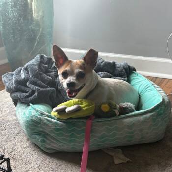 Eggsy -  Chihuahua Dog for Adoption in Marshall, Virginia - Eggsy | PetCurious