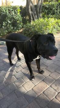 Duckie -  Cane Corso Dog for Adoption in Roseville, California - Duckie | PetCurious