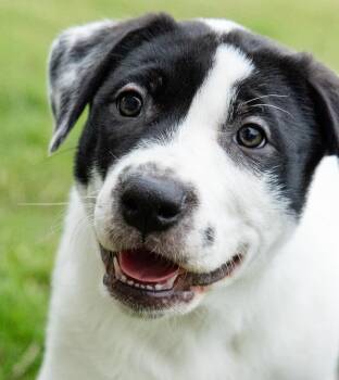 Border Collie Dogs Available for Adoption in Pflugerville, Texas - Porky | PetCurious