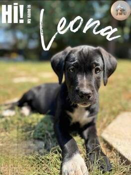 Rescue Black Labrador Retriever Dogs for Adoption in Milton, Florida - Leona | PetCurious