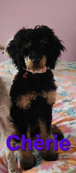 Chérie -  Poodle Dog for Adoption in Seaford, Delaware - Chérie | PetCurious