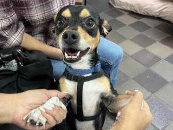 SPARKY -  Chihuahua Dog for Adoption in New York, New York - SPARKY | PetCurious