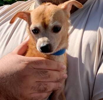 Mohawk-Pinky -  Chihuahua Dog for Adoption in Bonita, California - Mohawk-Pinky | PetCurious