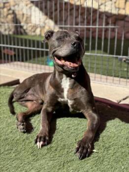Rescue Pit Bull Terrier Dogs for Adoption in Sacramento, California - ELROY | PetCurious