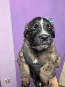 61602122 -  Mixed Breed Dog for Adoption in El Paso, Texas - 61602122 | PetCurious