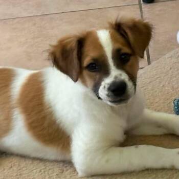 Lucy -  Mixed Breed Dog for Adoption in Kempner, Texas - Lucy | PetCurious