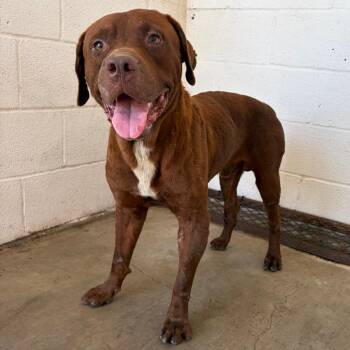 Calvin -  Pit Bull Terrier and Chocolate Labrador Retriever Dog for Adoption in Edinburg, Texas - Calvin | PetCurious