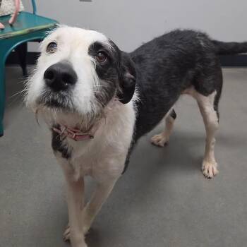 Fancy -  Border Collie and Jack Russell Terrier Dog for Adoption in Normal, Illinois - Fancy | PetCurious